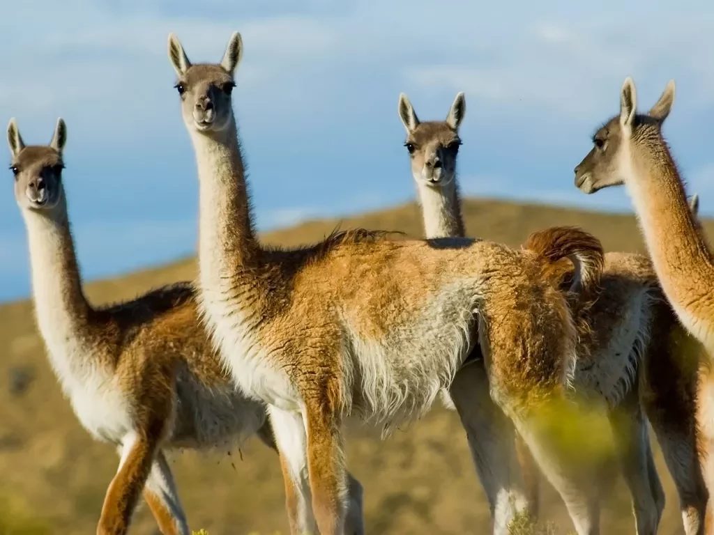 Close up shot of four llamas.
