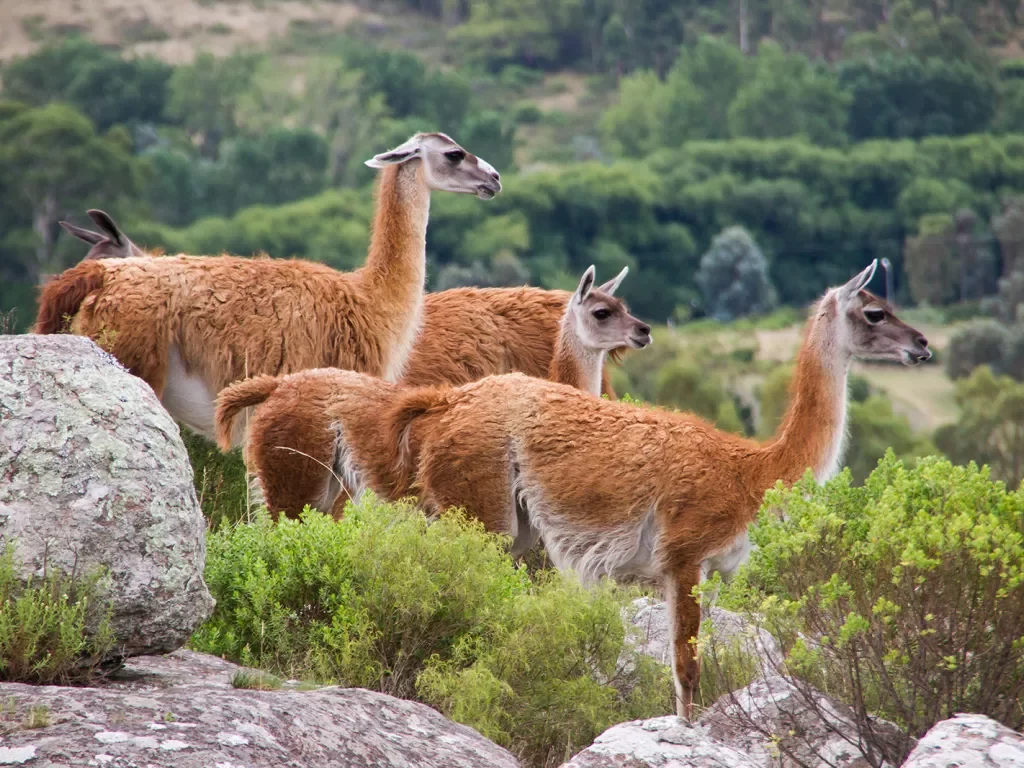 Close-up shot of guanacos, or red llamas.