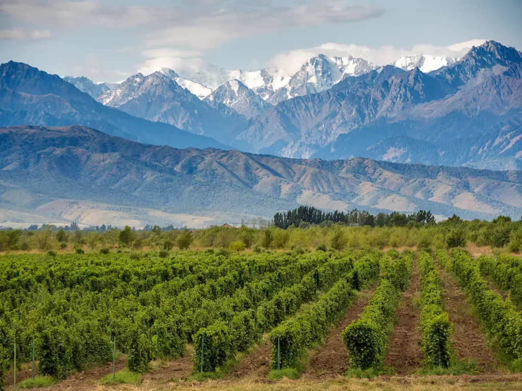 Wide shot of vineyard, large snowy mountains in background.