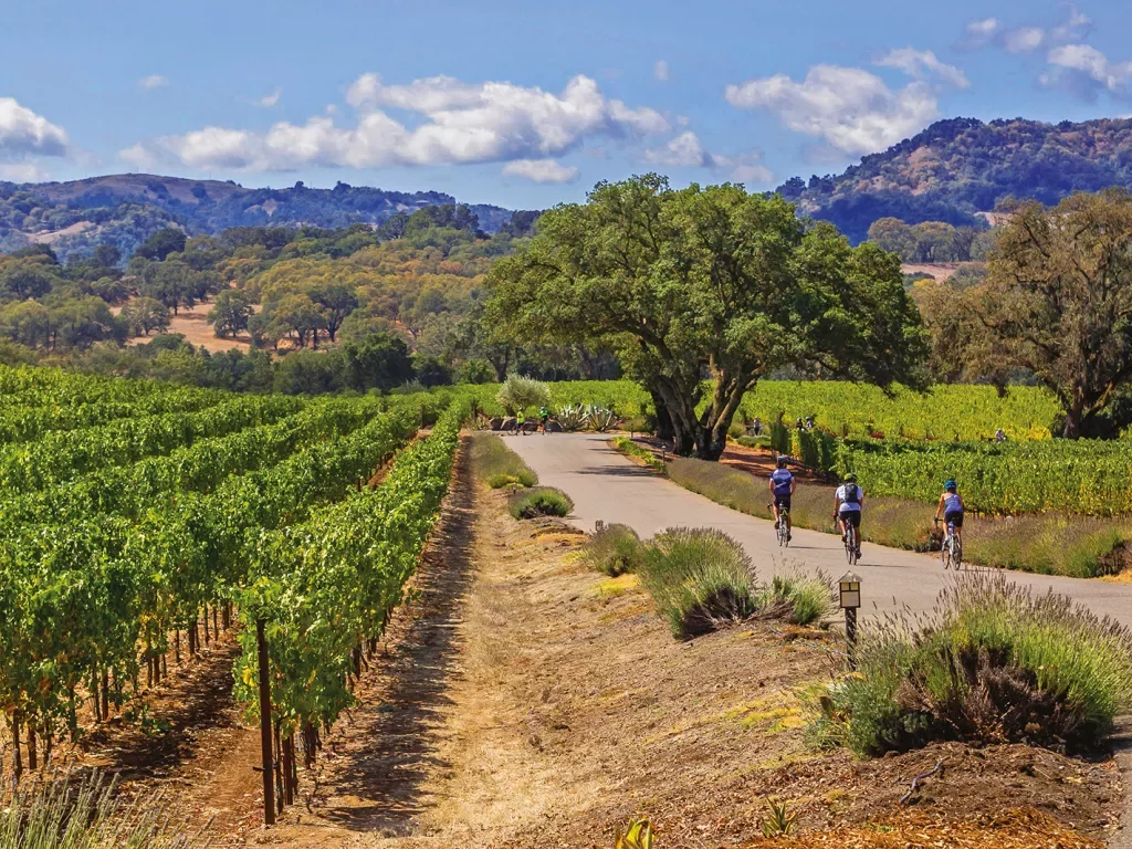 Guests riding next to California vineyard.