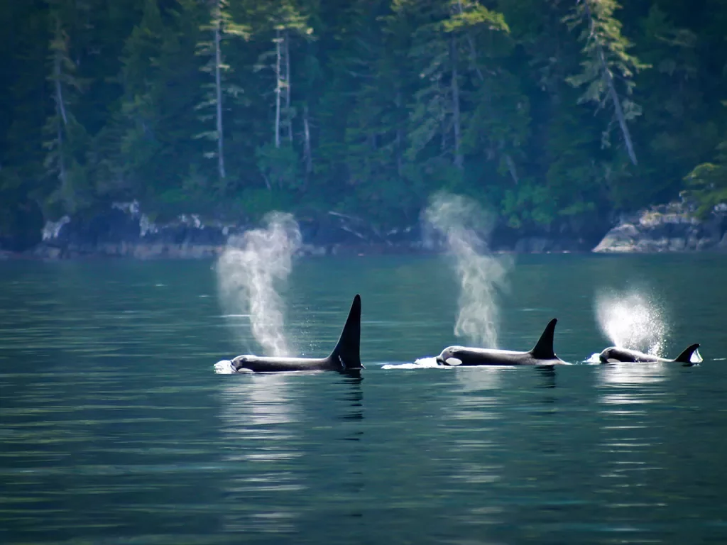 Three orcas in a row at Telegraph cove at Vancouver Island, British Columbia, Canada.
