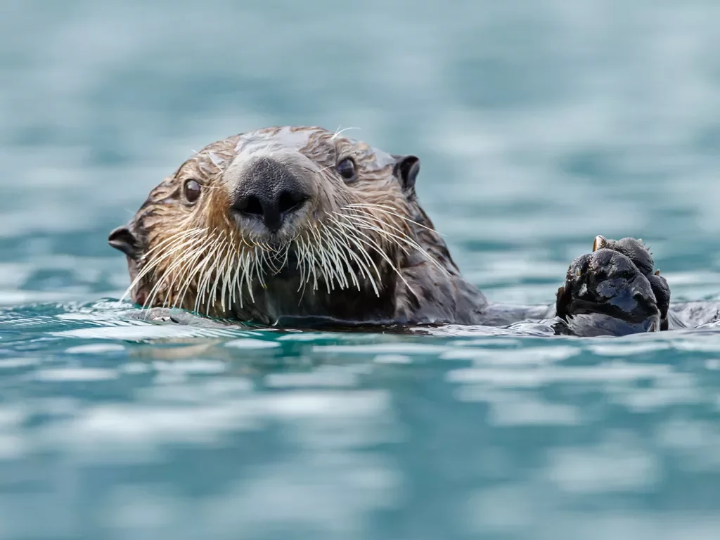 Close-up of sea otter.