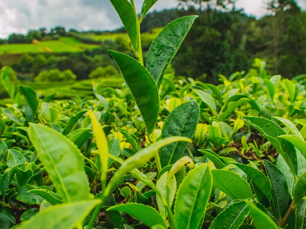 Cha Gorreana tea plantation on the island of Sao Miguel, Azores, Portugal.