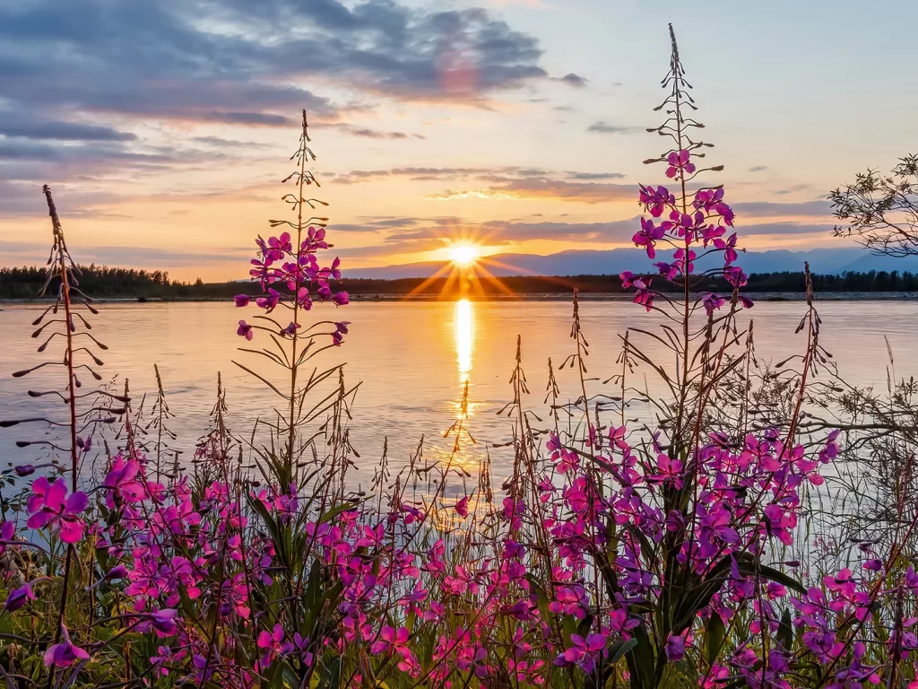 Flowers on the edge of a lake at sunset in Alaska