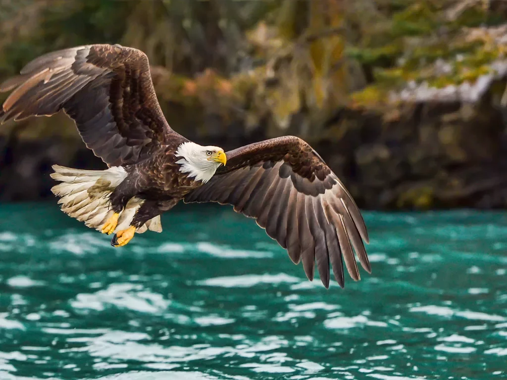 Bald eagle flying over water in Alaska