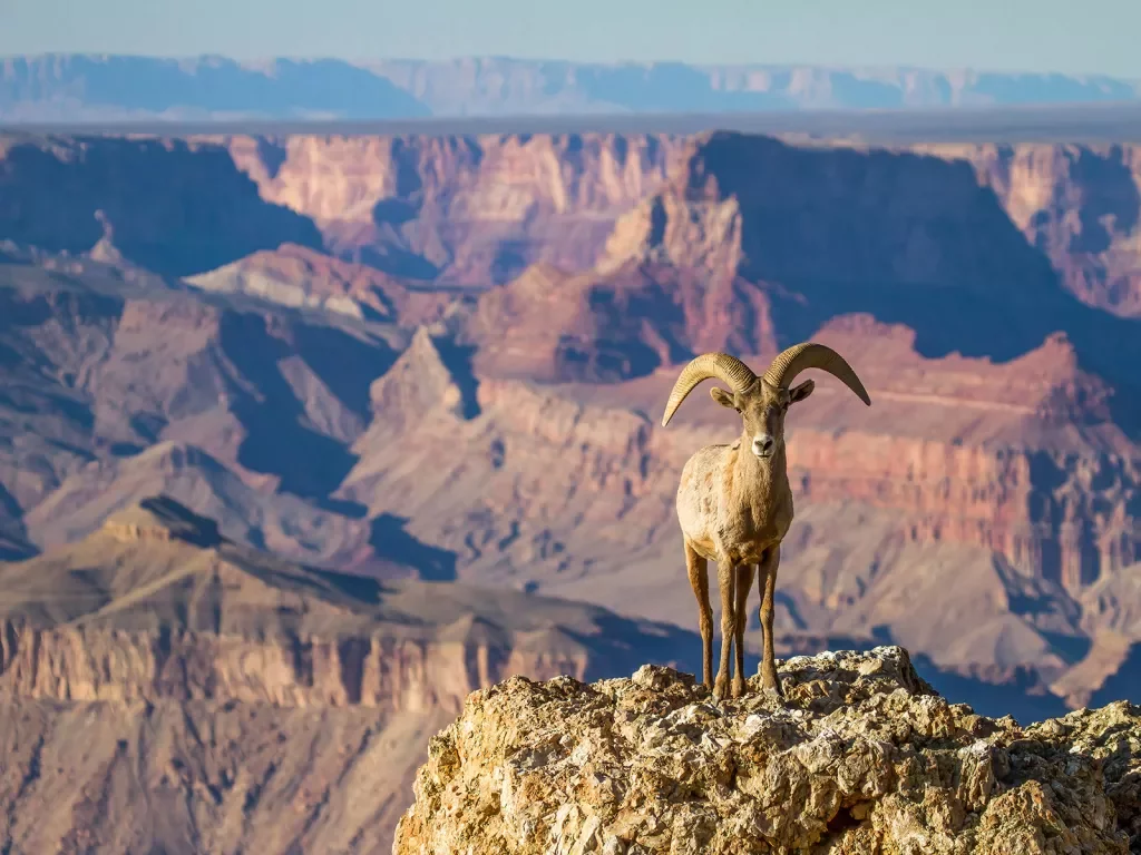 Wide shot of Grand Canyon, big horn sheep in foreground.