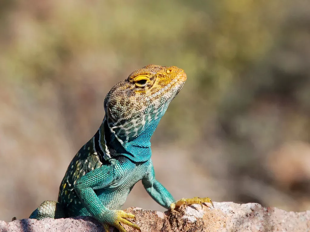 Collard Lizard Basking on a Rock in Arizona.