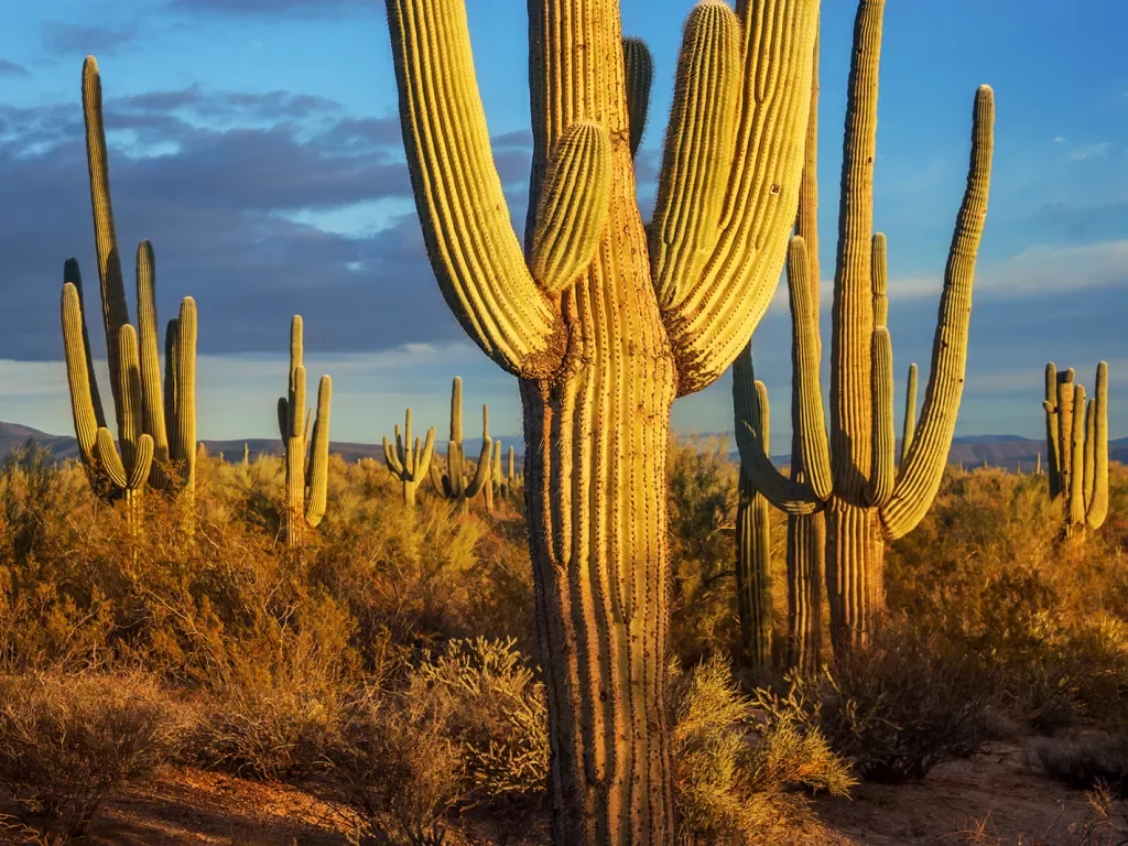 Cacti in desert