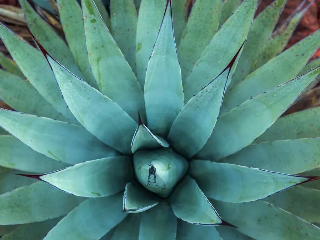 Blue-green agave cactus in Sedona, Arizona