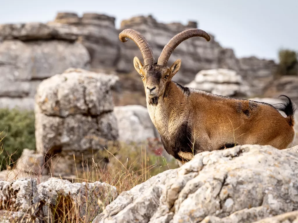 Mountain goat, Spanish Ibex in the wild.