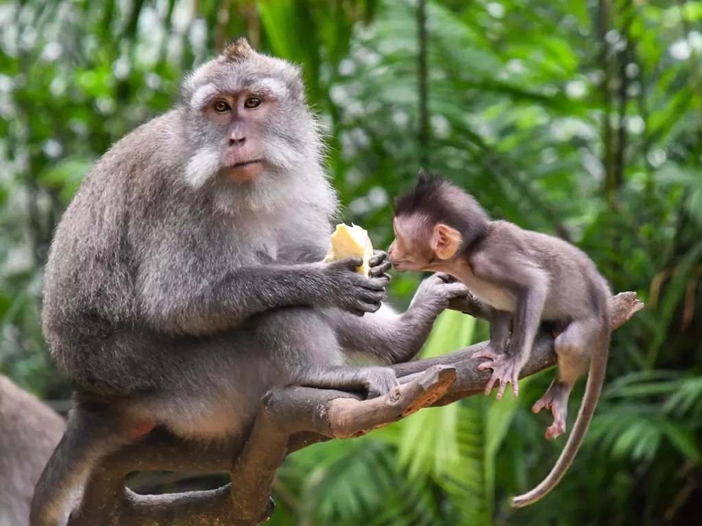 Shot of two brown monkeys, one eating fruit, other is baby.