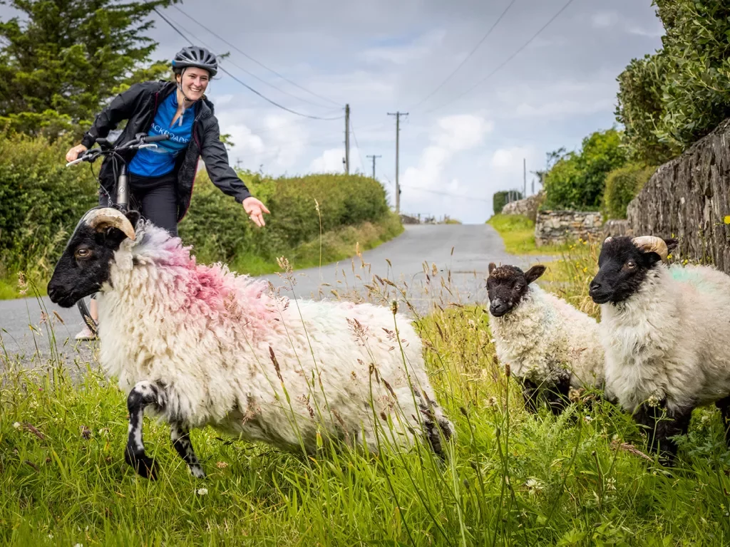 Cyclist Sheep Ireland