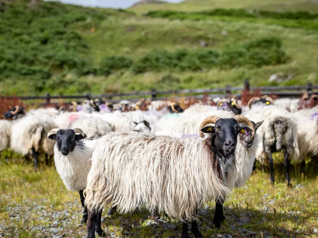 Farm Heard of Sheep Ireland
