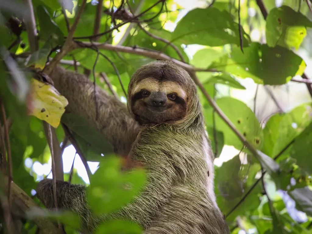 Sloth Costa Rica