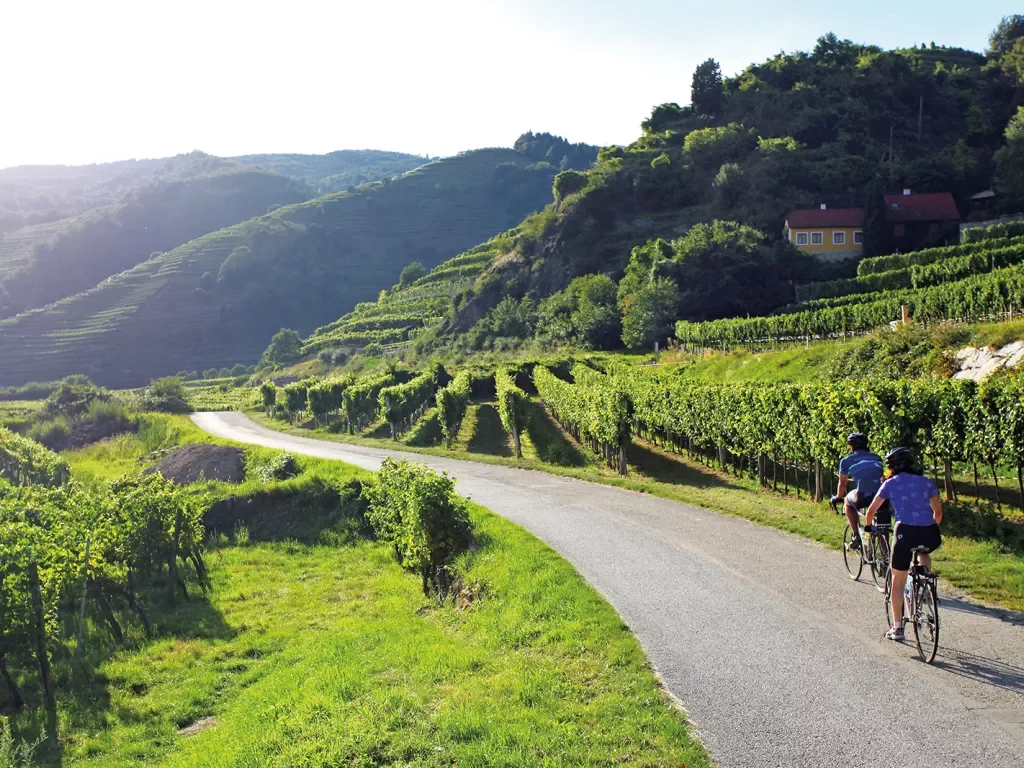 Two bikers riding past lush, green vineyards.