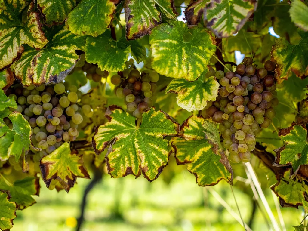Close-up of white wine grapes. 