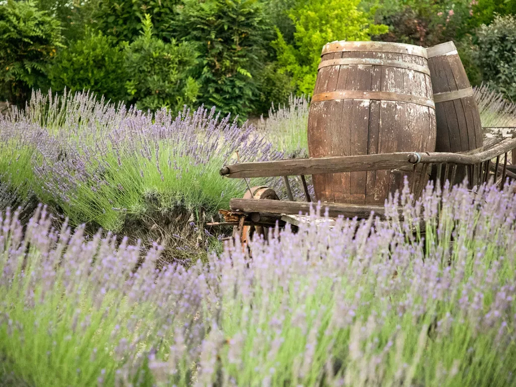 Lavender and Barrels 