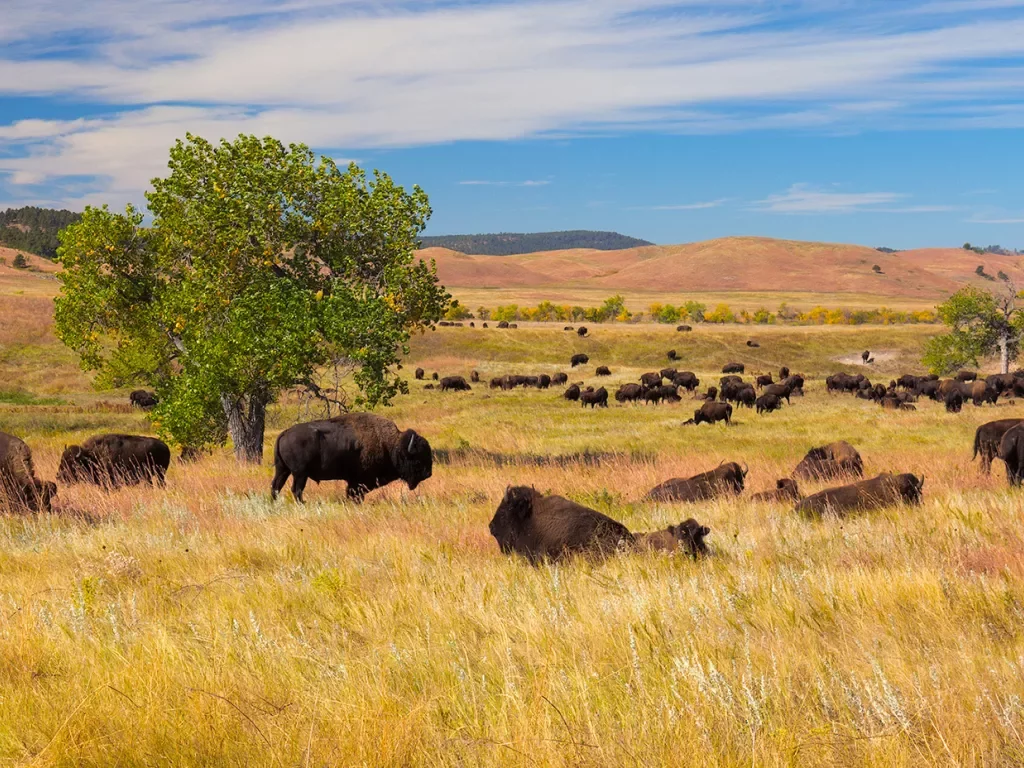 Bison laying in tall dry grass