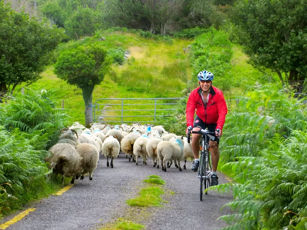 Red Jacket Cyclist Sheep Ireland