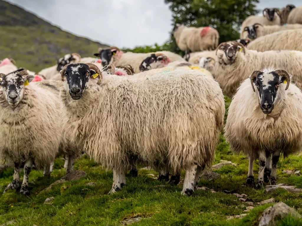 Sheep Ireland