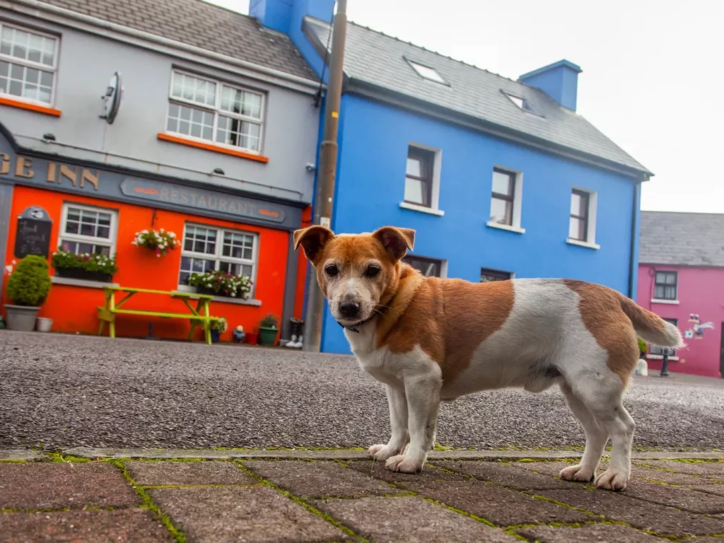Dog in Front of Shops Ireland