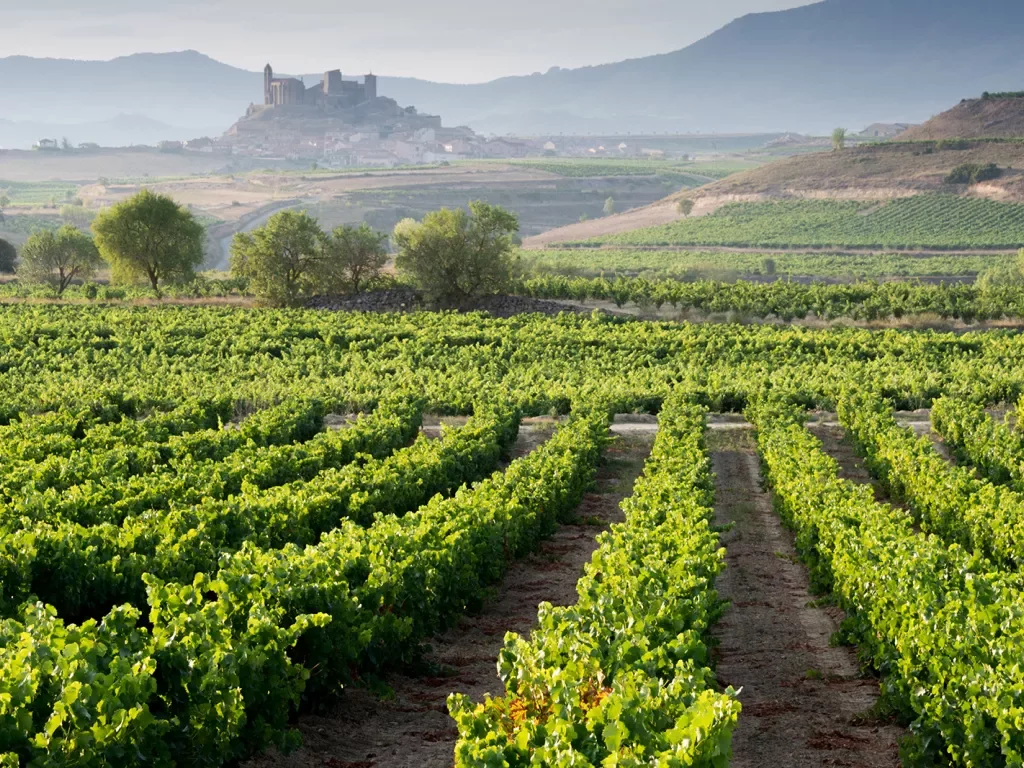 Vineyard and San Vicente de la Sonsierra as Background, La Rioja (Spain)