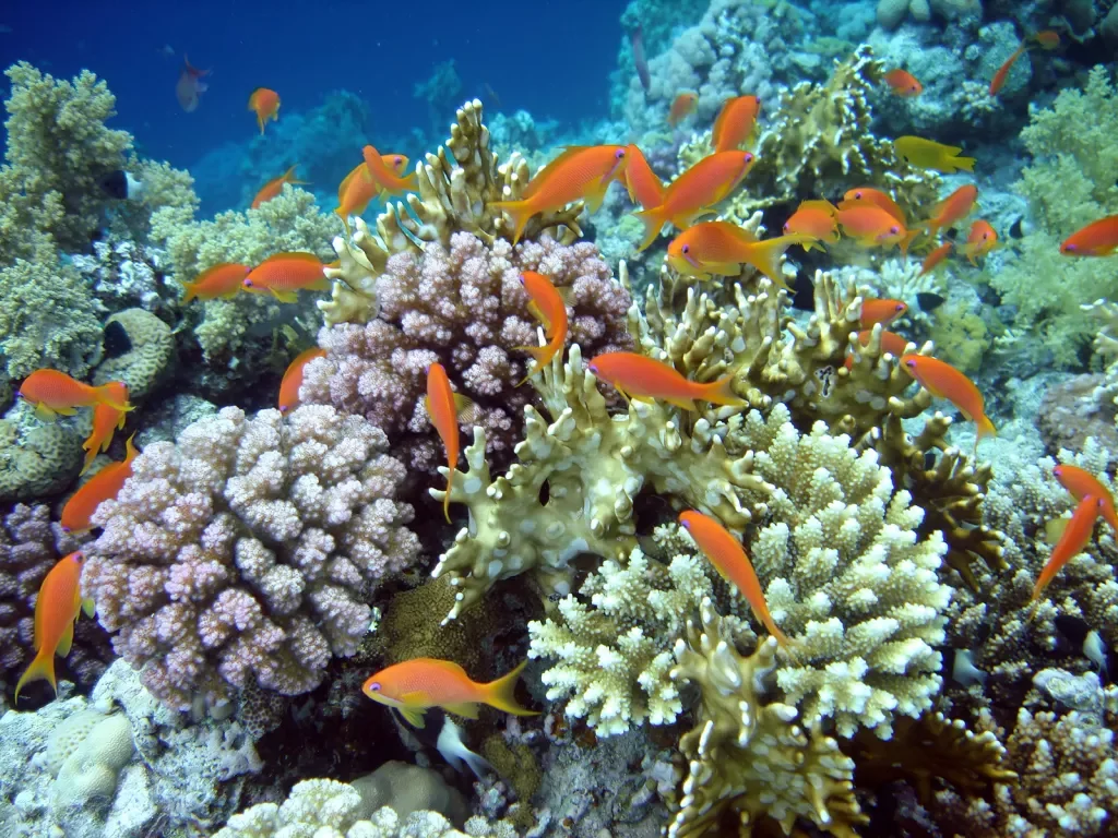 Shot of coral reef, sea goldies.