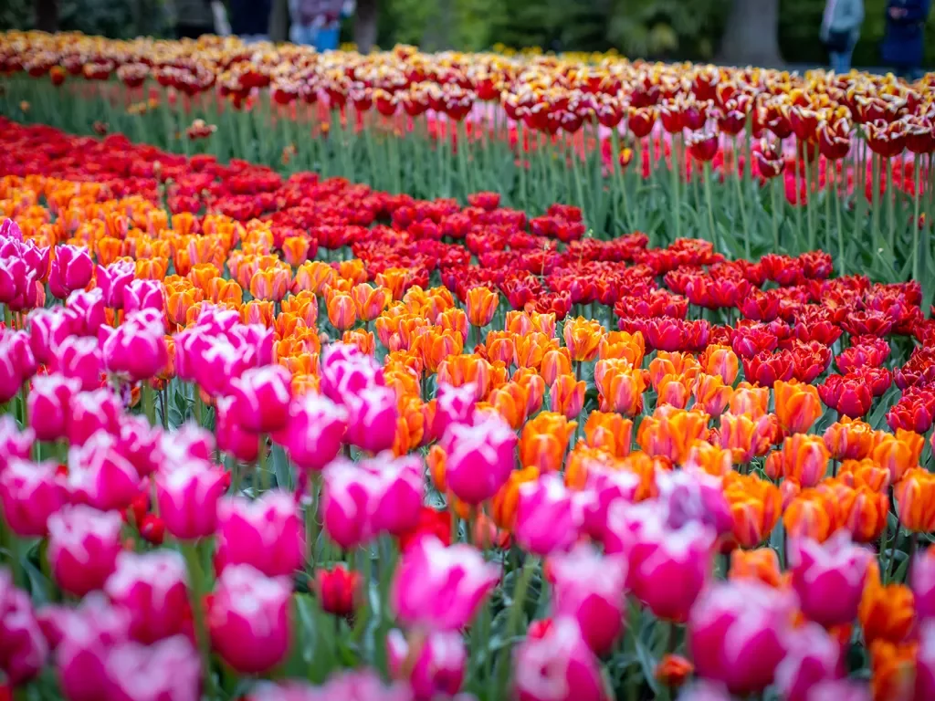 Four Rows of Tulips Purple, Orange, Red, Yellow Red Netherlands