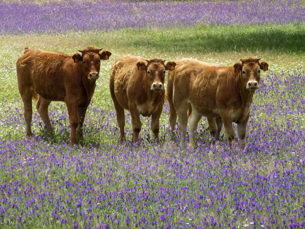 Three long haired cows in a field of purple flowers.