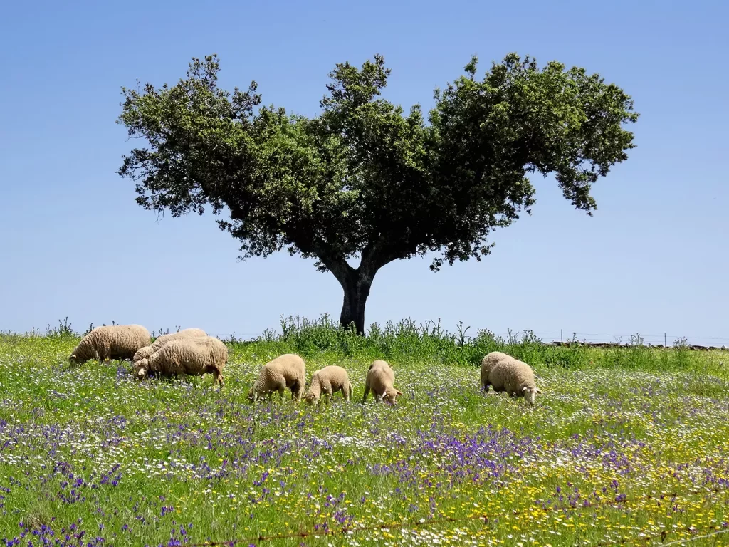 Sheep grazing in a field around a solo tree.