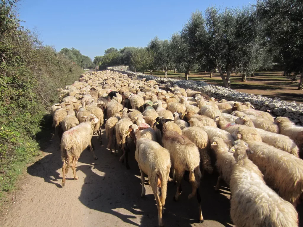 Herd of sheep next to olive orchard, small stone wall separating them.
