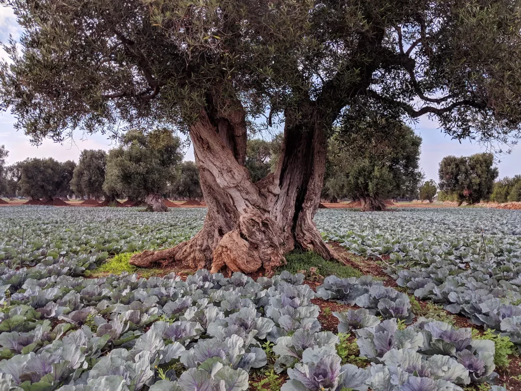 Large tree surrounded by red cabbage plants.