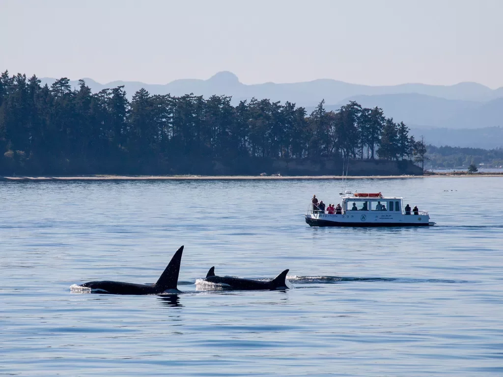 Wide shot of two orcas, small boat, forested coastline.