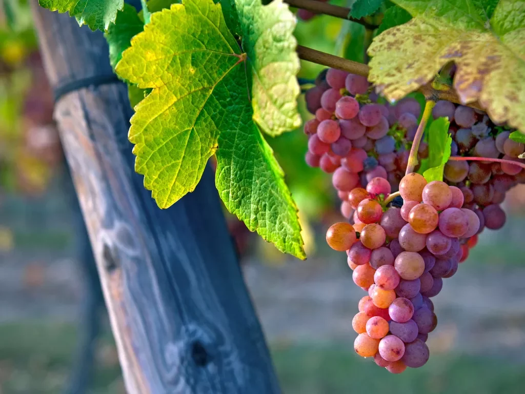 Grapes on a vine 