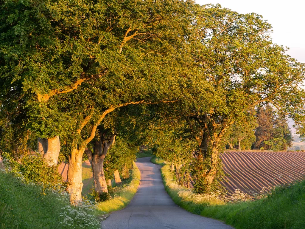 Winding Road Under Trees Scotland
