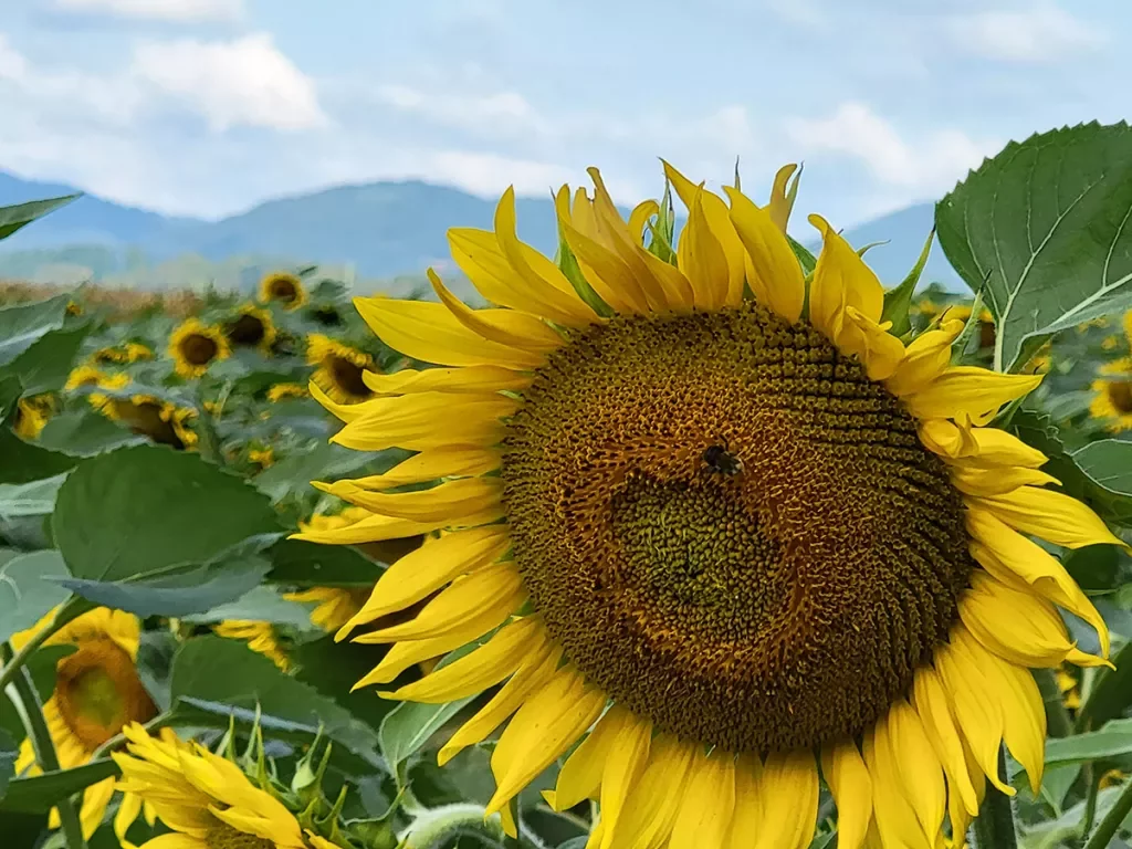 Close-up shot of sunflower.
