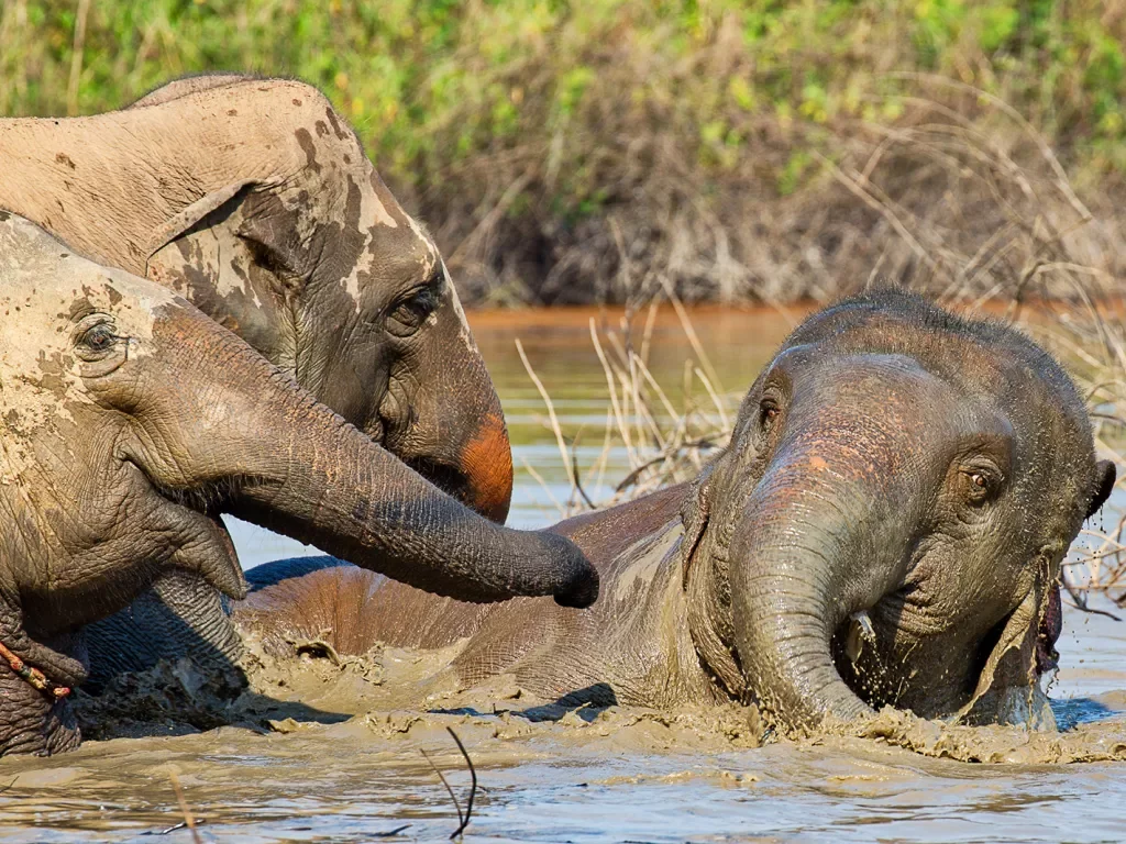 Two Asian elephants playing the a watering hole