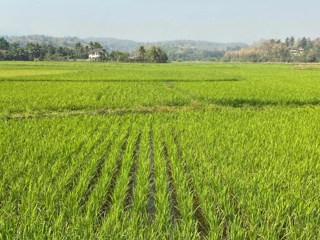 Wide shot of rice paddy.