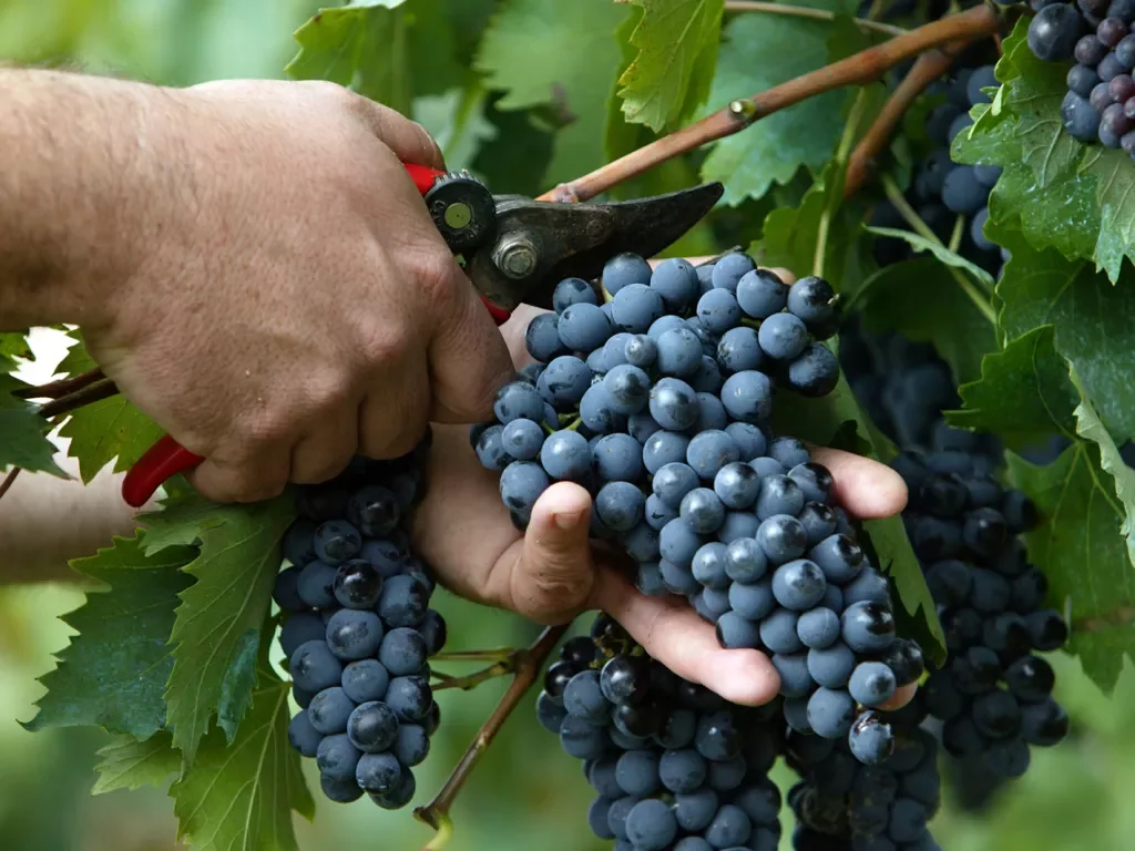 Close up of hand tending to red grapes.