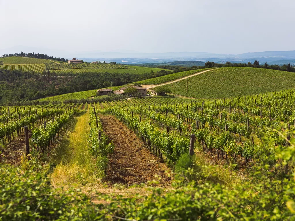 Wide shot of Italian wine country.