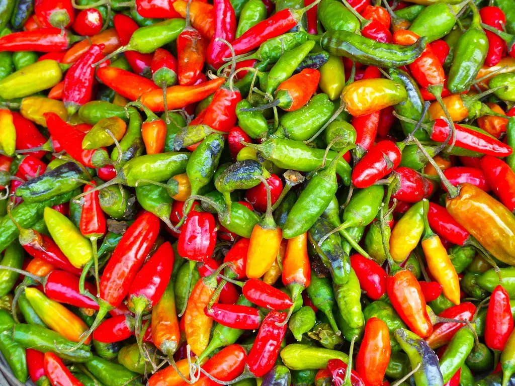 Red, yellow and green chili peppers