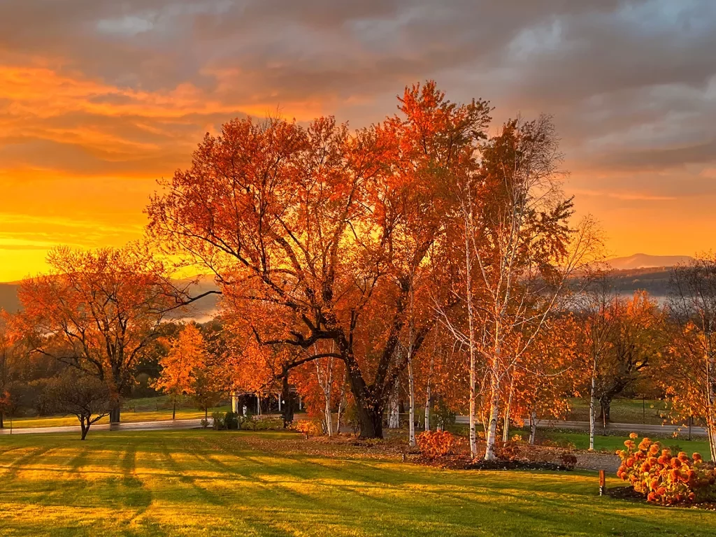 Sunset shot of autumnal field, orange tree.