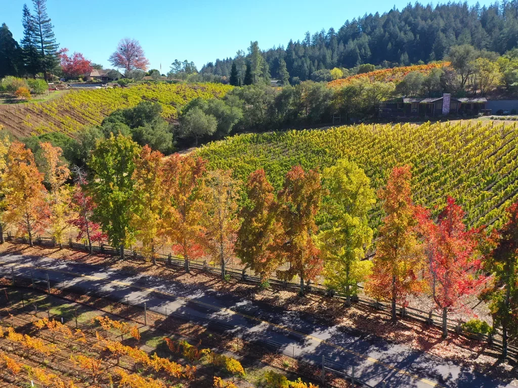 Shot of a vineyard during fall, multi-colored trees in foreground.