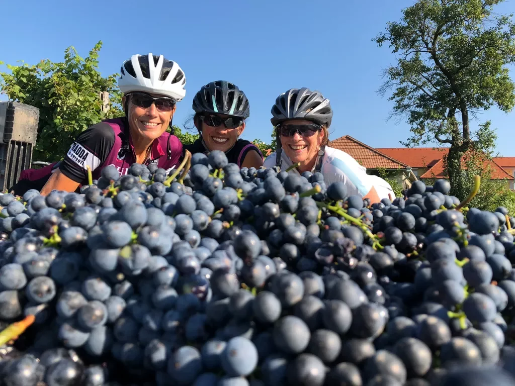 Three bikers posing behind a huge pile of grapes