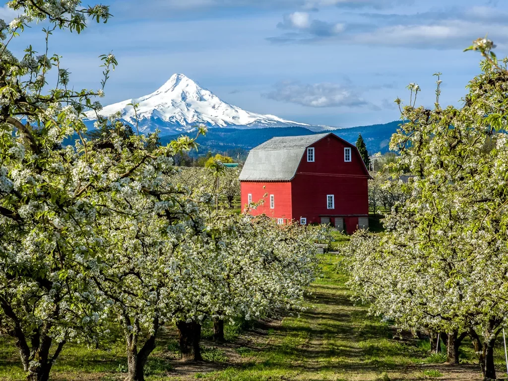 Pear orchard with red farm house, Mount Hood in background.