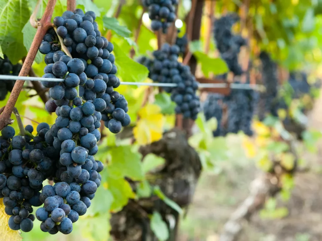 Close-up shot of red wine grapes.