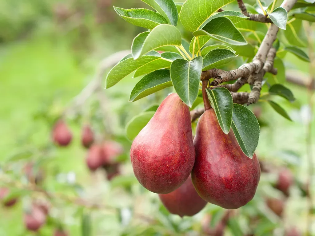 Close-up of red pear bushel. 