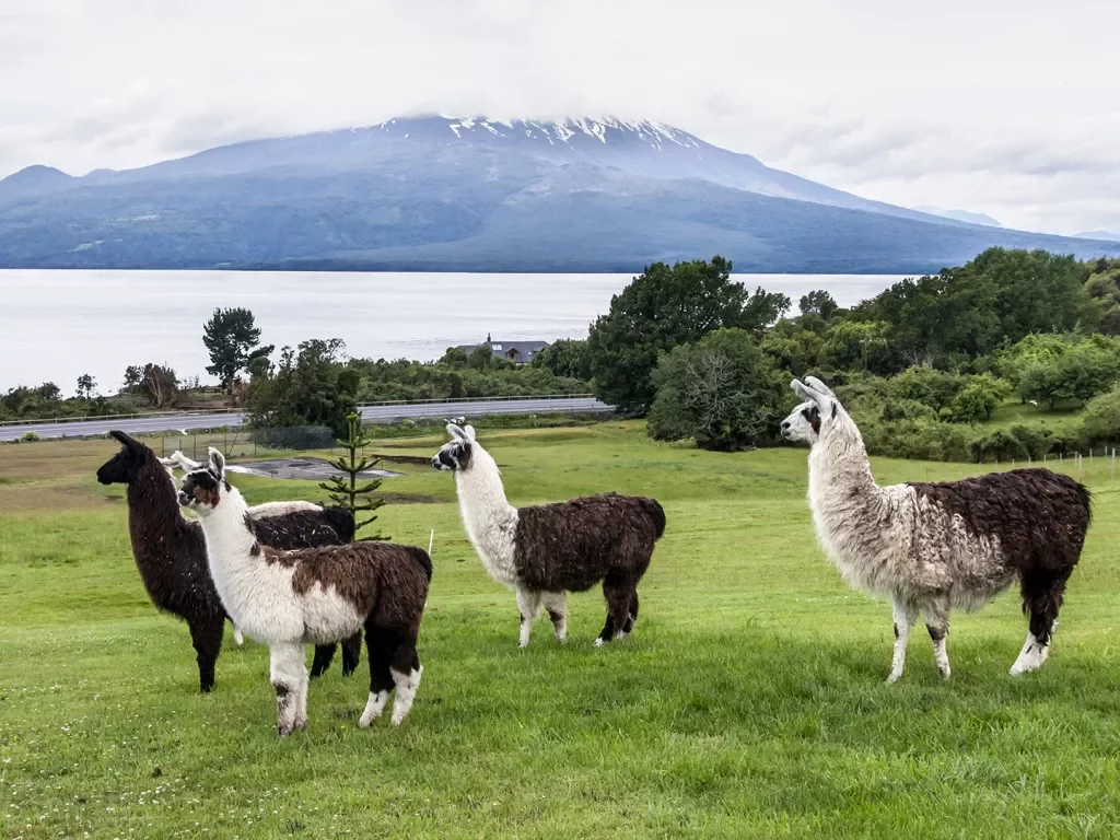 Shot of four llamas, ocean, mountain in background.