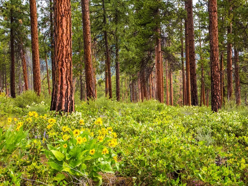 Shot of a large forest with small, yellow-flowered bushes below.