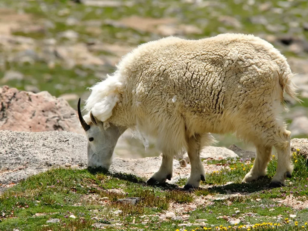 Sheep picking through green landscape